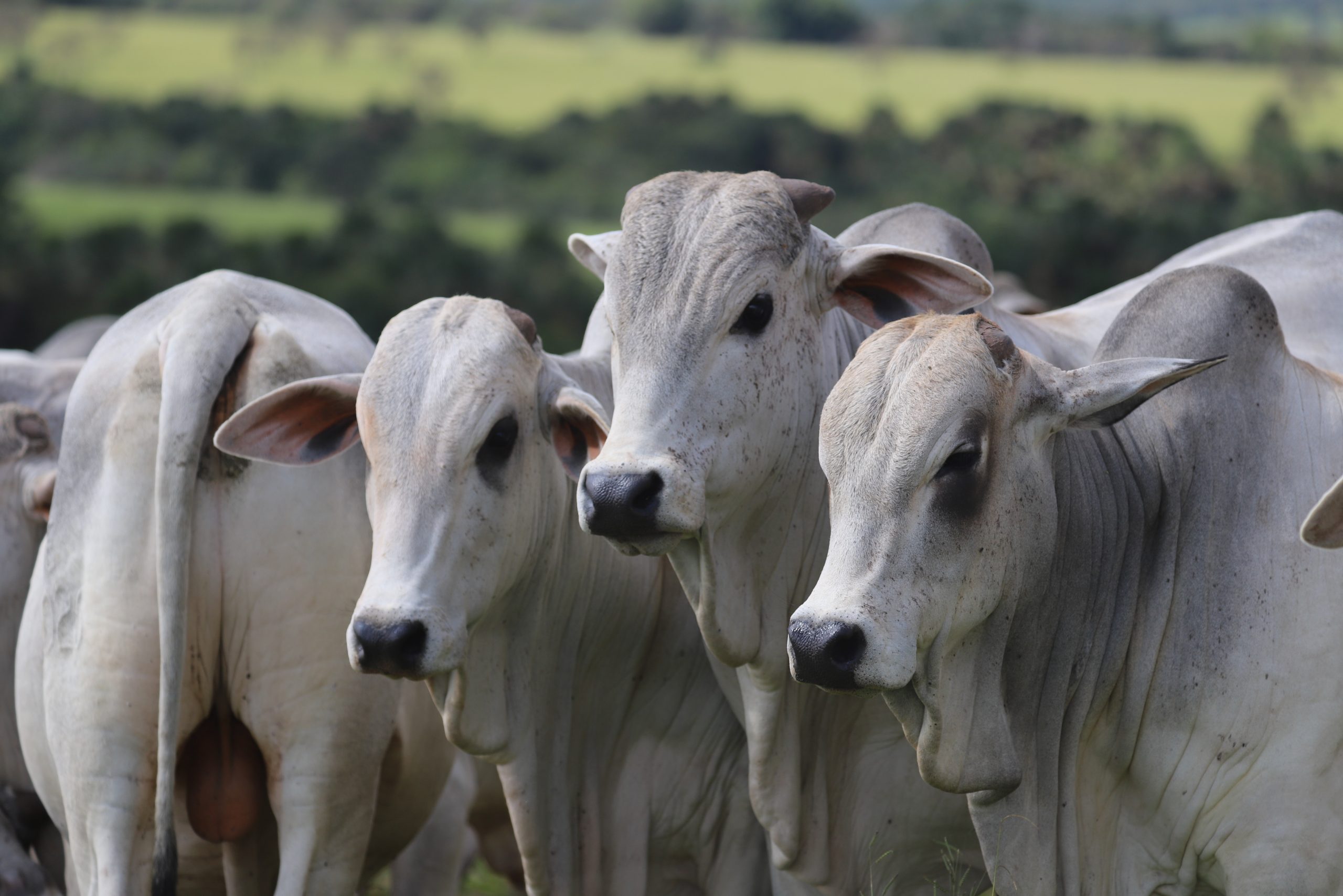 Mercado do boi gordo para São Paulo e exportação de carne bovina in natura  - TV Scot Consultoria - Portal do Agronegócio