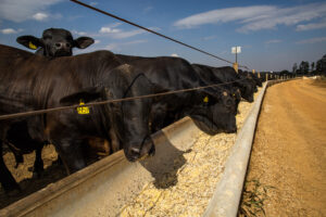 Mercado do boi gordo para São Paulo e exportação de carne bovina in natura  - TV Scot Consultoria - Portal do Agronegócio