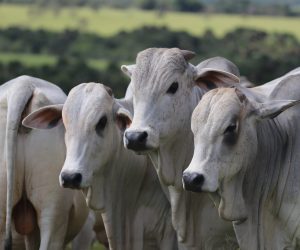 No período das chuvas, o objetivo da suplementação é alcançar ganho de peso acima do potencial das pastagens