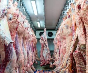 carne bovina carne bovina